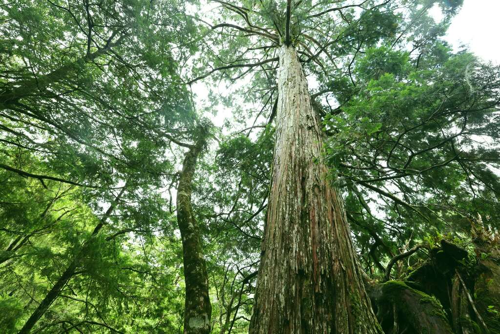 森林療育：拉拉山國家森林遊樂區