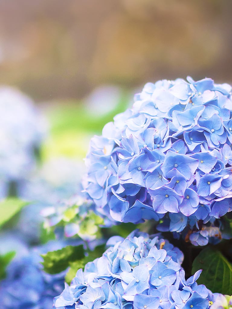 花海旅行｜農業易遊網 