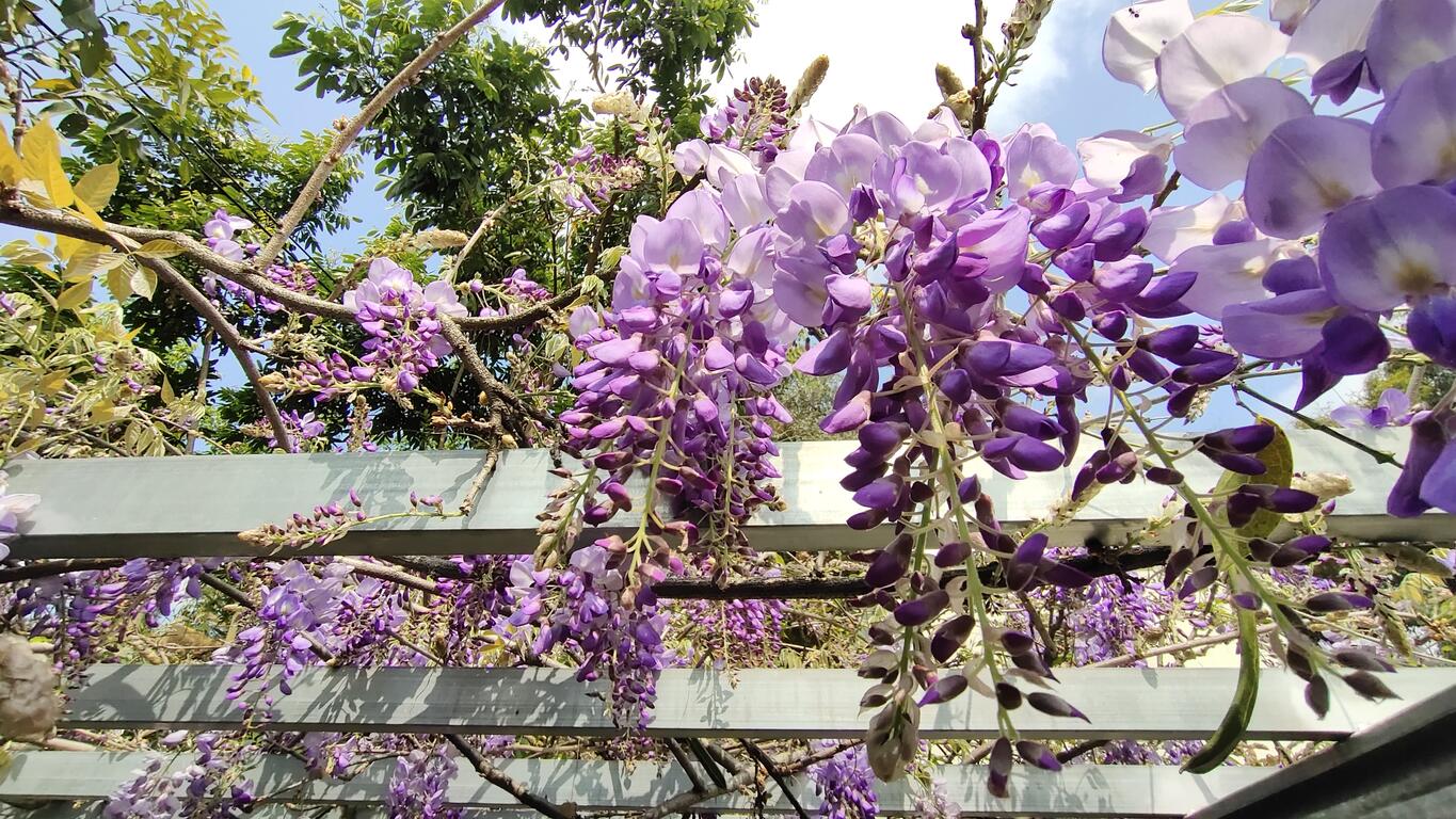 農莊花架