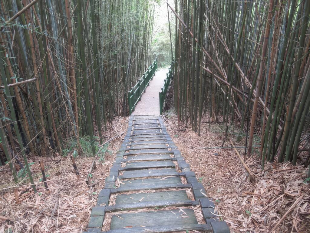 穿霧步道