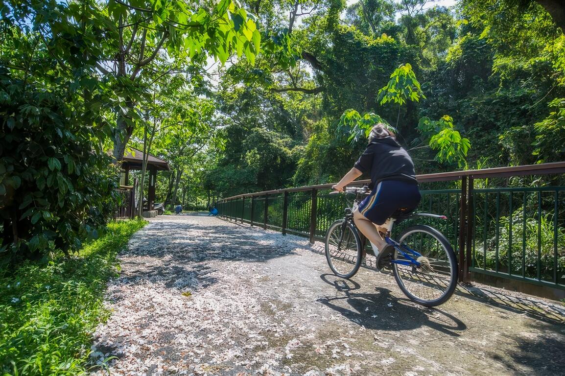 水流東桐花步道