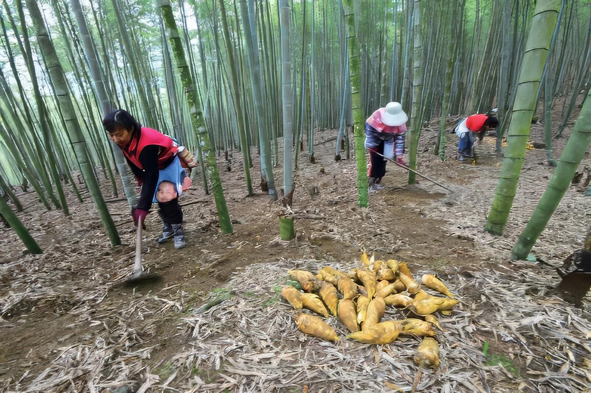 【挖筍趣】