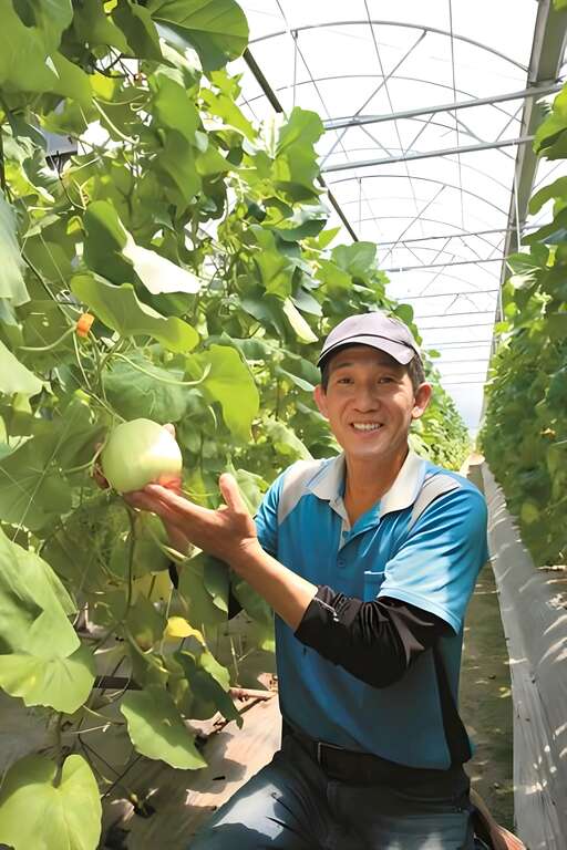 除了哈密瓜外，官漢煤也種植洋香瓜、南瓜、小番 茄，讓客人體驗採果樂趣。